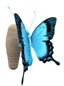 La chrysalide